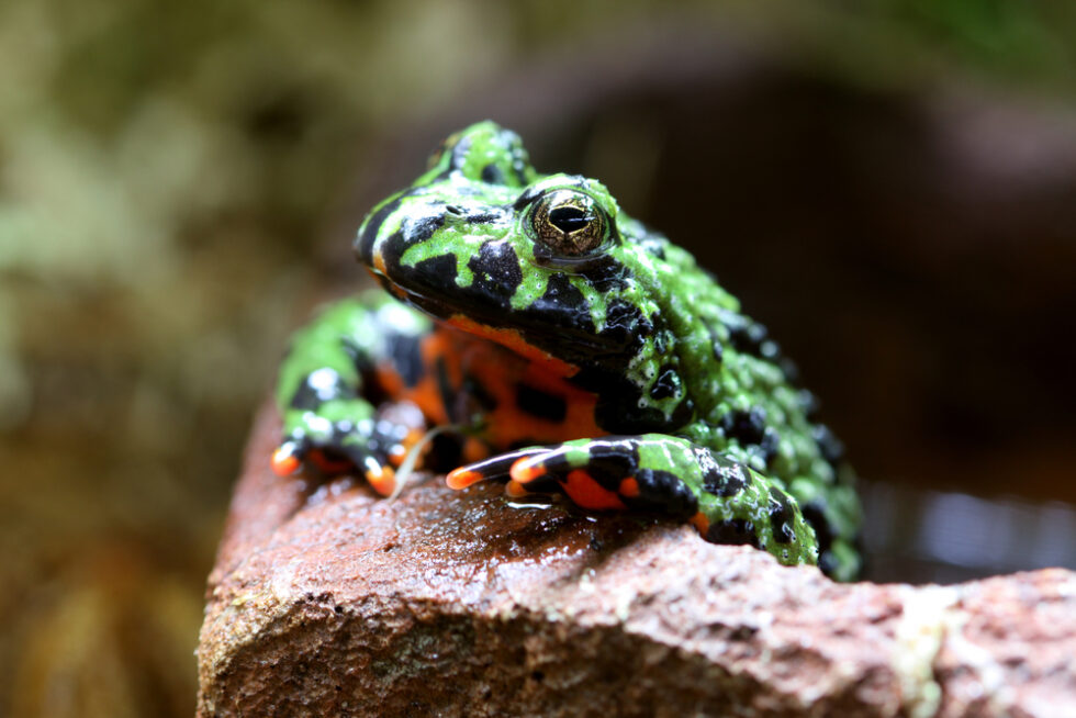 inspirational-quotes-fire-bellied-toad-frog